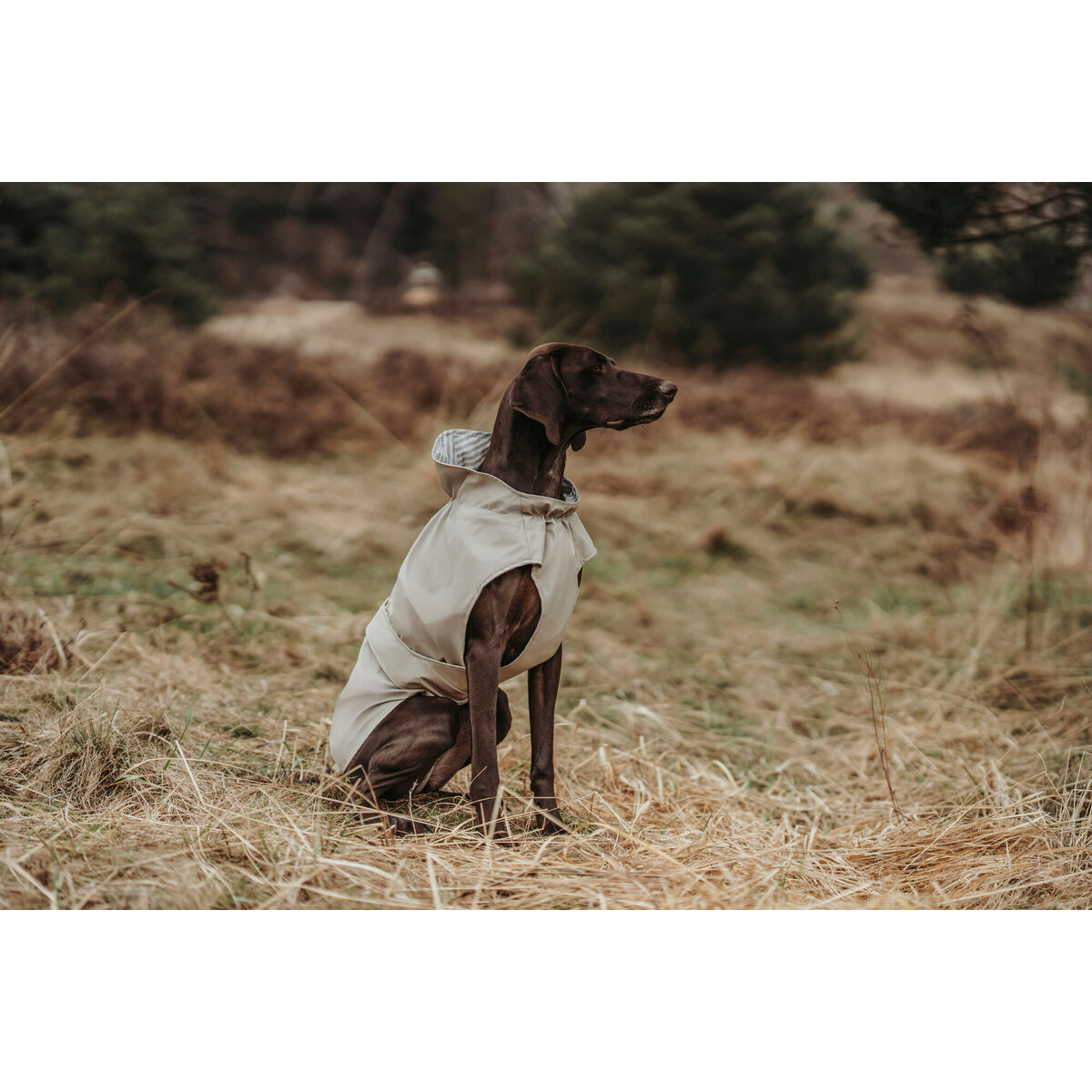 Hondenjas Hunter Milford Beige 50 cm